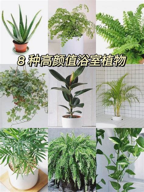 適合放在浴室的植物|「浴室植物」推薦這6種！黃金葛可以吸收甲醛、化煞開運，吊。